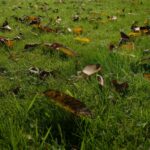 Yard Cleanup