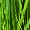 lawn mowing cherry hill south jersey