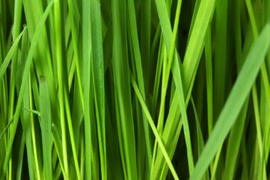 lawn mowing cherry hill south jersey