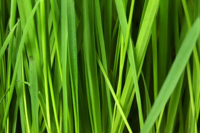 lawn mowing cherry hill south jersey